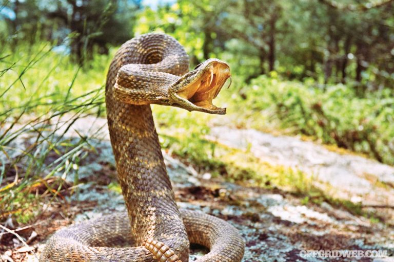 Na světě žije asi 410 druhů jedovatých hadů.