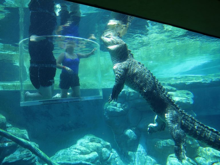 Potápění s krokodýly v „kleci smrti“ v australském Darwinu