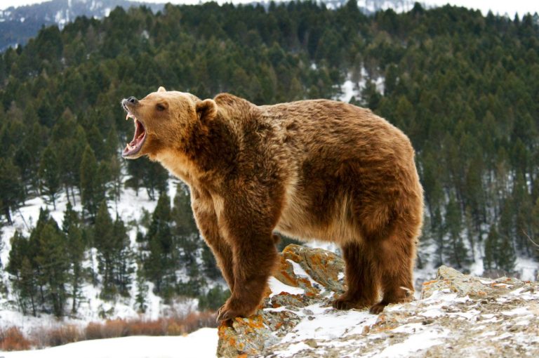Medvěd grizzly se nachází na vlajce amerického státu Kalifornie, přestože tam byl poslední jedinec zastřelen v roce 1922.