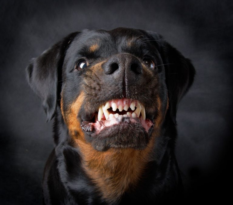 Pes je nebezpečný hlavně kvůli vzteklině.