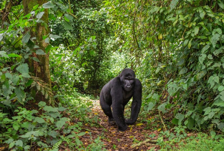 V ugandském parku žije asi polovina světové populace horských goril.