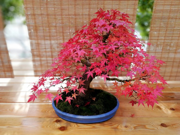 Listnaté bonsaje hýří barvami.