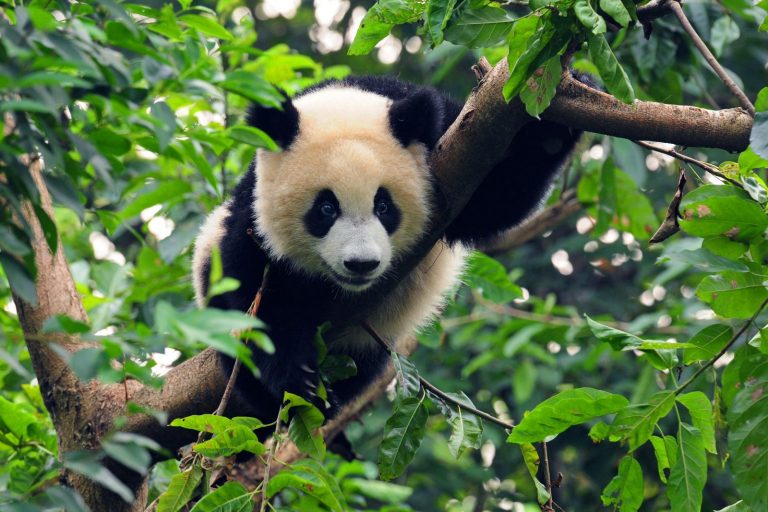 V rezervaci Wolong se nachází největší počet pand.