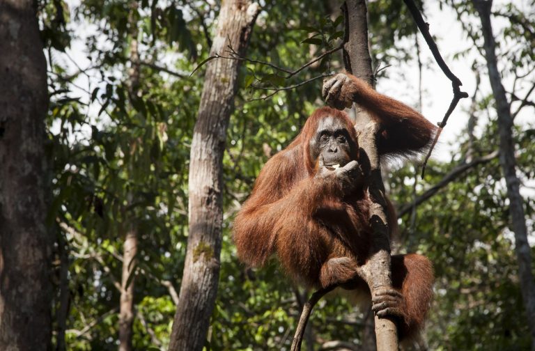 V táboru Leakey je koncentrace orangutanů obrovská.