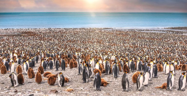 V zátoce dochází k velkým soubojům samců tučňáků.