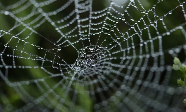 Pavučiny jsou dlouhodobě inspirací pro vědce při tkaní odolnějších materiálů.