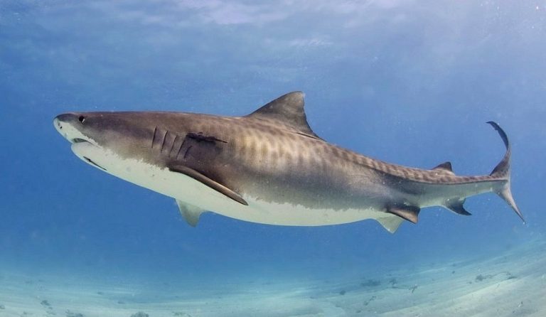 Žralok tygří patří mezi největší zástupce žraloků.
