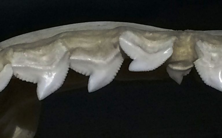 Zuby a čelist žraloka tygřího jsou přizpůsobeny lovu želv. Ty se tak stávají jeho nejpravidelnější kořistí.