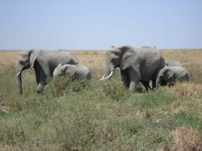 Slon je největším suchozemským savcem.