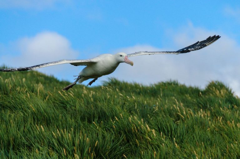 Albatros má největší rozpětí křídel.