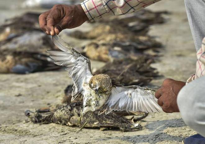 Nad počtem uhynulých ptáků zůstává rozum stát.