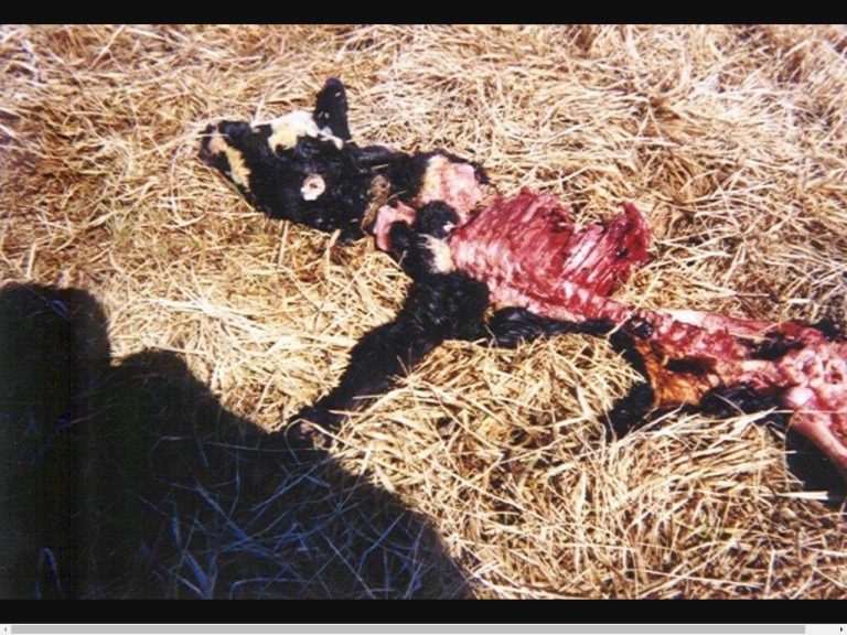 Případy mrzačení dobytka zůstávají nevysvětleny. Stojí za tím člověk, nebo zvíře?