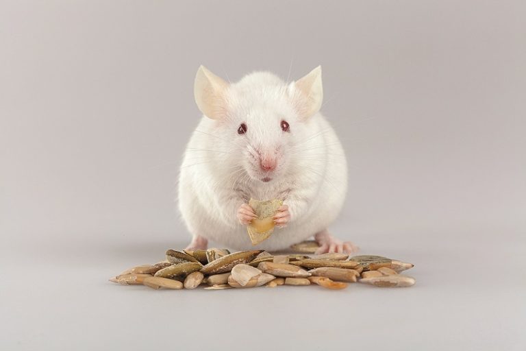 Během studie se zjistilo, že opilé myšky toho zkonzumují více.