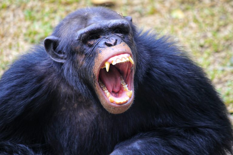 Šimpanz dokáže být učenlivým parťákem, ale také vlkem v rouše beránčím.