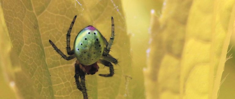 Ztráta zástupců hmyzu a pavouků může mít důsledky na celý ekosystém.