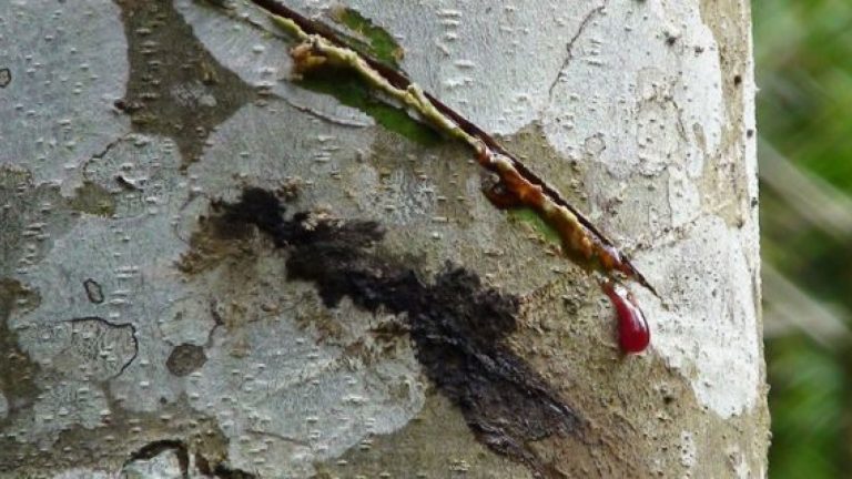 Croton lechleri z Amazonie má údajně podporovat regeneraci organismu a imunitu.