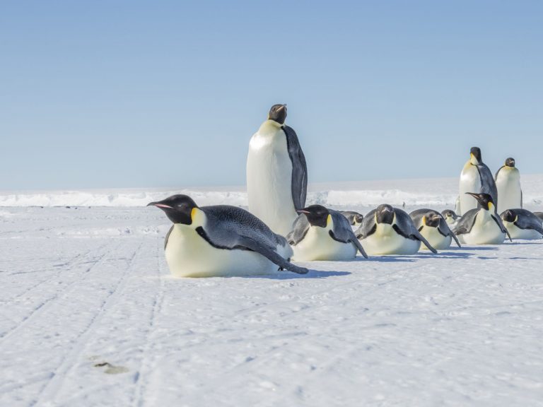 K mrazivému počasí pomáhá tučňákům stavba jejich těla.