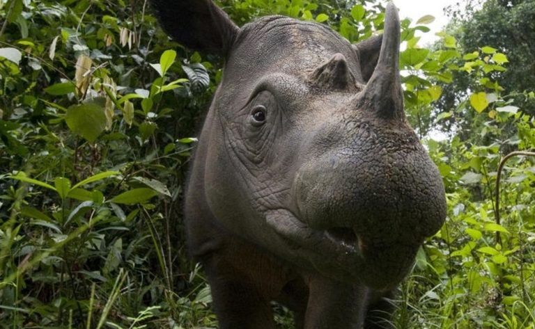 Nosorožec sumaterský je druhý nejvzácnější nosorožec světa.