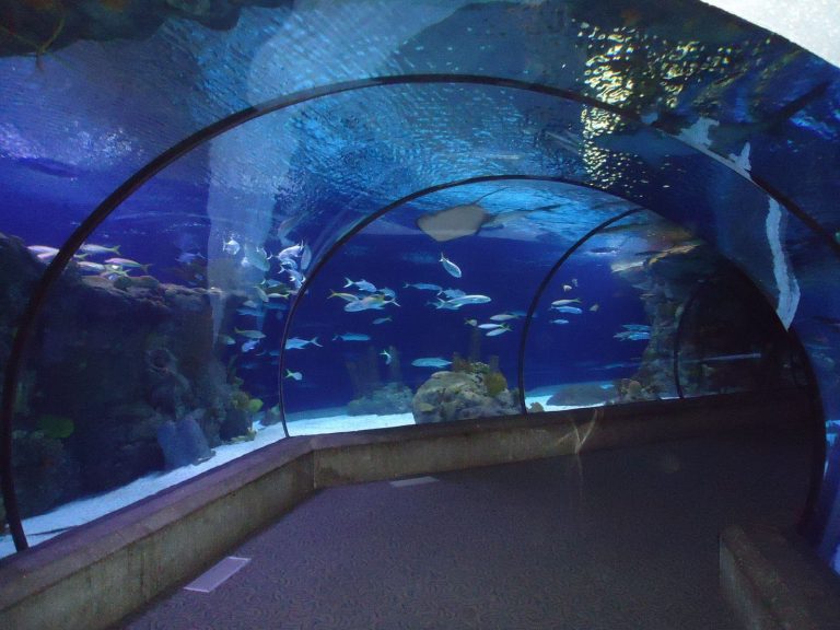 Za návštěvu stojí také akvárium s mnoha druhy žraloků, rejnoků či mořských želv.