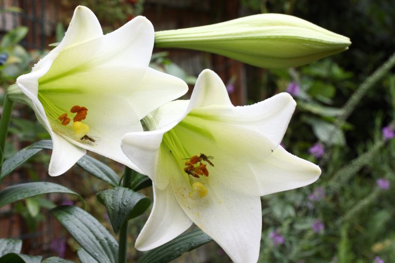 Bílá lilie královská je symbolem nevinnosti, ale i plodnosti