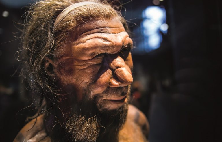 Ostatky Homo neanderthalensis byly vůbec prvními prozkoumanými fosiliemi pravěkého člověka. Lebky neandrtálců byly objeveny v belgické lokalitě Engis roku 1829.