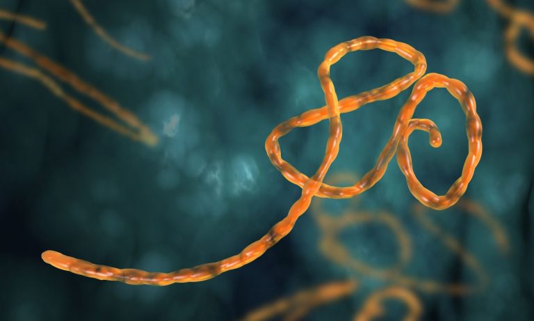 Protáhlý filovirus byl pojmenován podle řeky Ebola, což znamená Černá řeka.
