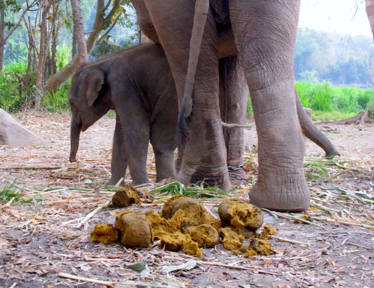 Sloní trus se nemusí používat jen ke hnojení