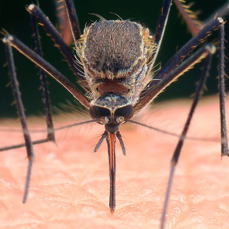 Komáři přenášejí nebezpečné nemoci, na které zemře až 1 000 000 osob ročně. Jsou známí jako přenašeči malárie, žluté zimnice, horečky Dengue nebo viru Zika.