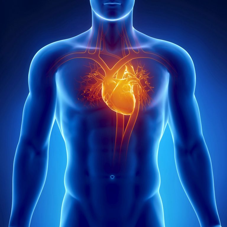 Srdce při větší námaze více pumpuje a zvyšuje se krevní tlak.