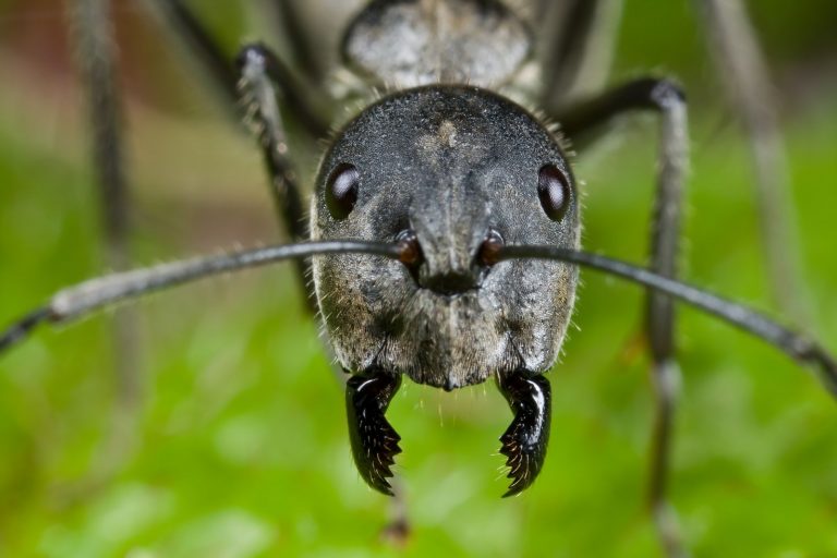 Mravenci vytvářejí monogynní společenství, která mají pouze jednu královnu. Mravenci uzvednou až 20násobek své váhy.