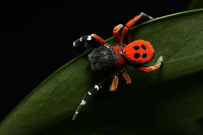 Tento nápadný a velký druh pavouka byl objeven a zdokumentován teprve v roce 2008 a je jedním z největších a zároveň nejjedovatějších pavouků střední Evropy.