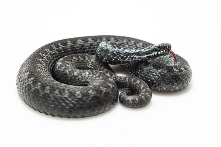 Zmije je jediný jedovatý had, žijící na území České republiky.
