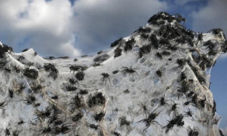 Pavouci se rádi vydávají na cesty vzduchem za pomoci hedvábí, které produkují.