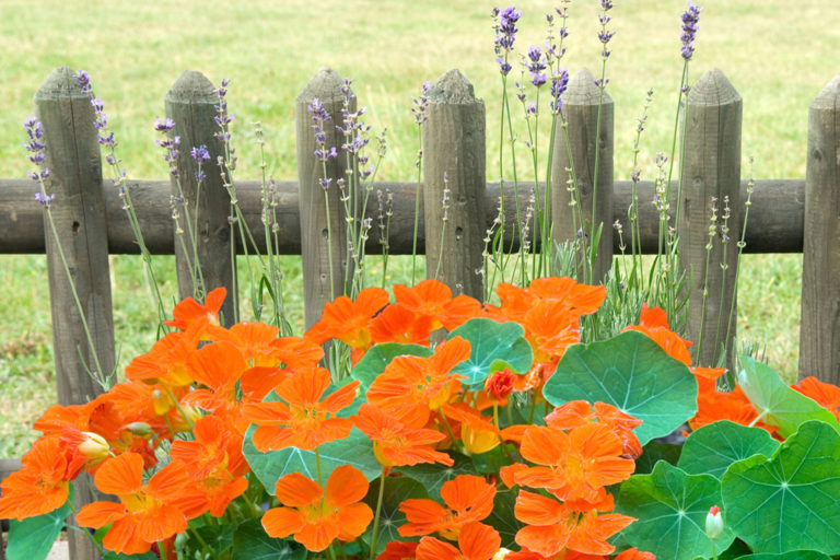 Běžně tuto zářivou květinu můžete vídat za ploty venkovských zahrádek.