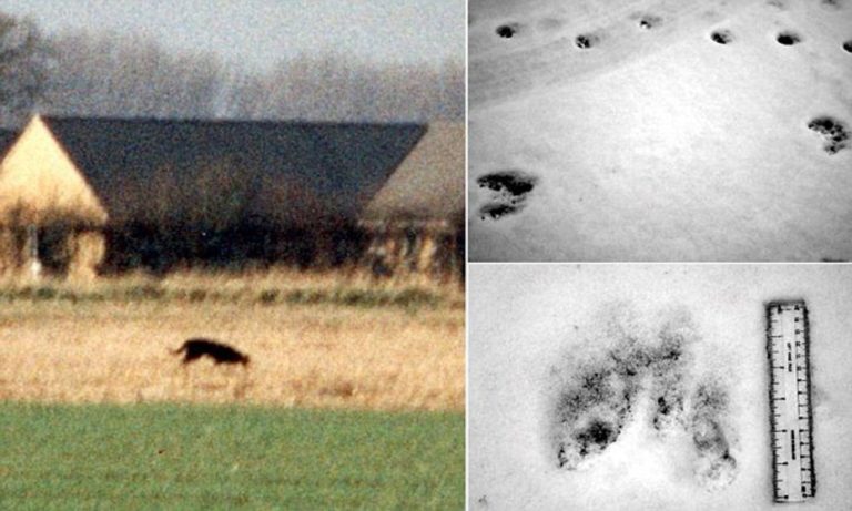 Záhadné kočkovité šelmy pozorují v Británii pravidelně. někdy se najdou i jejich stopy.