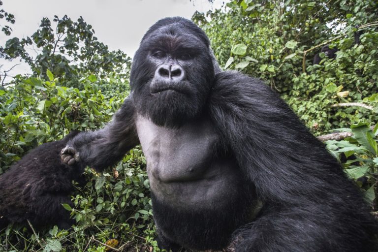 Gorily mají z 98 % identickou DNA s člověkem.