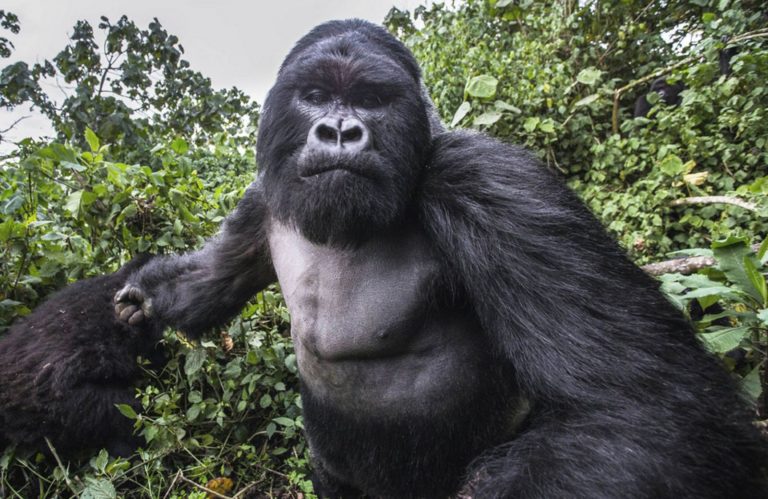 Gorily mají široká ramena, svalnatý krk a silné ruce i nohy. Tato tělesná stavba jim proto dovoluje zvednout hmotnost, která dosahuje desetinásobku jejich vlastní váhy.