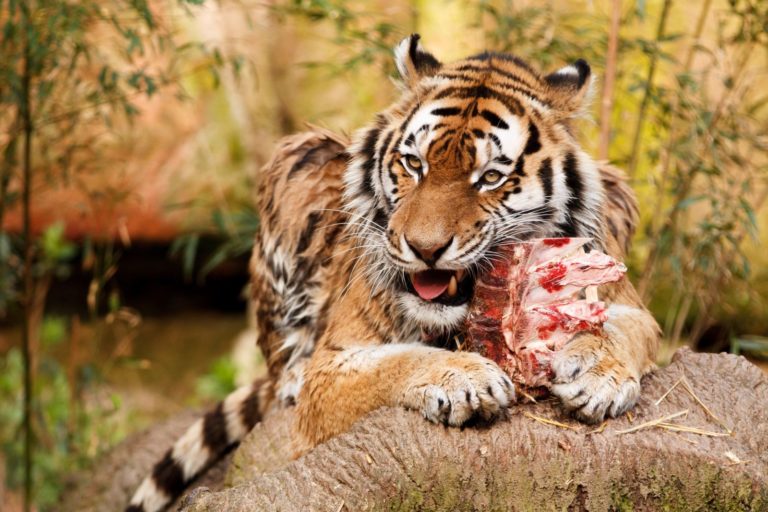 Každý tygří samec žije na teritoriu o rozloze až 3000 km2 a pečlivě si ho značkuje močí.