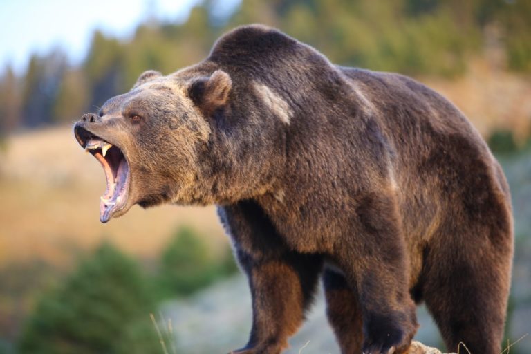 Na vzdálenost 50–100 metrů je grizzly schopen vyvinout rychlost až 65 km/h.