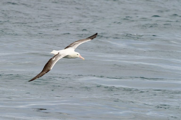 Albatrosové patří mezi monogamní páry.