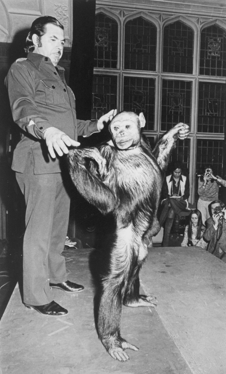 Rád se předvádí a od ostatní šimpanzů se liší tak, že ho mnozí považují částečně za člověka. Genetické výzkumy to ale vyvrátí.