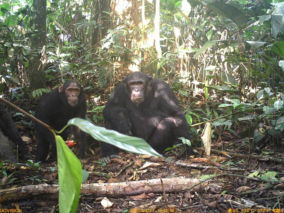 Šimpanzi na snímku z fotopasti.
