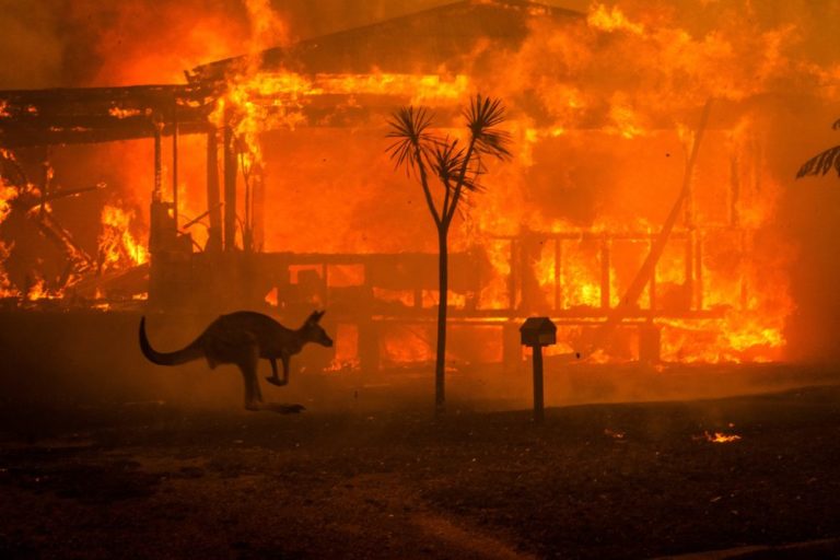 Před rokem Austrálie a její fauna a flóra zažily inferno.