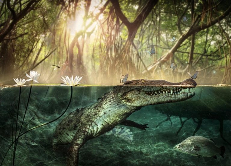 Není tajemný tvor nakonec jen obyčejným krokodýlem?