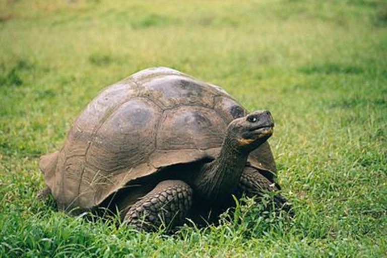Galapágo je starošpanělské označení pro želvu, Galapágy jsou tedy „Želvími ostrovy“.