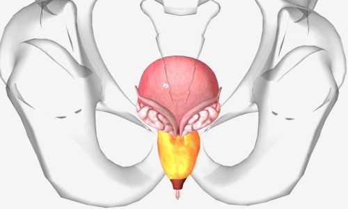 Rakovina prostaty je druhým nejčastějším zhoubným nádorem u mužů. Výskyt rakoviny se pohybuje kolem 60 případů na 100 tisíc mužů a jako u většiny onemocnění i zde platí, čím dříve se nemoc odhalí, tím větší šanci má pacient na úplné uzdravení.