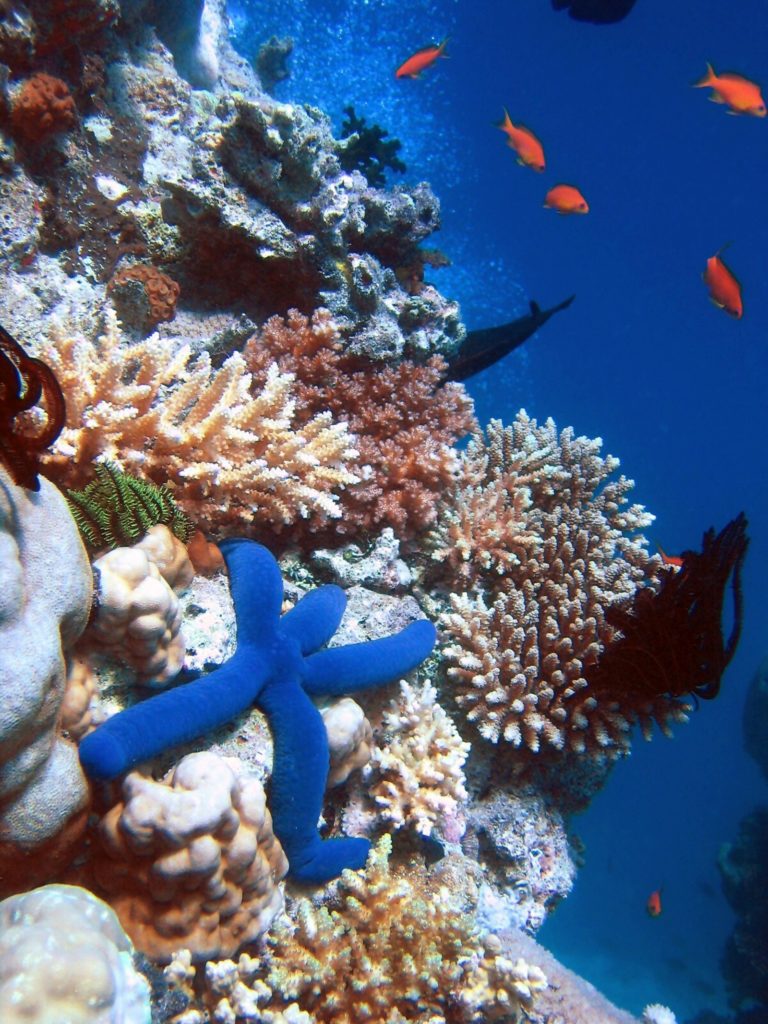 V současné době se útes potýká s problémem bělení korálů, které způsobují vysoké teploty vody a klimatické změny. Kvůli tomu korály opouštějí barevné řasy, které s nimi žijí v symbióze a dodávají jim zbarvení. Pokud tyto organismy zmizí, korály to silně oslabí. Dalším problémem je přemnožení hvězdice trnité, která korálový útes rozežírá.