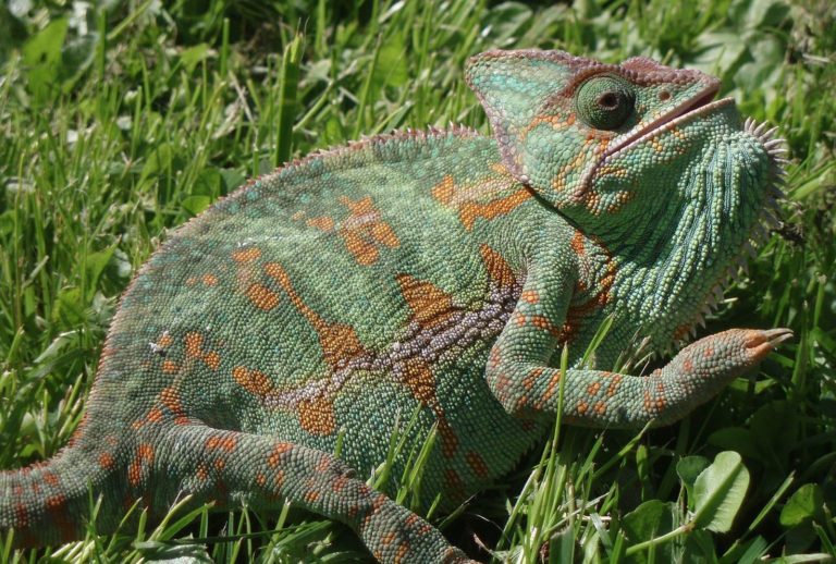 Aniž by chameleon pohnul tělem, dokáže se na daný objekt dívat z několika různých úhlů.