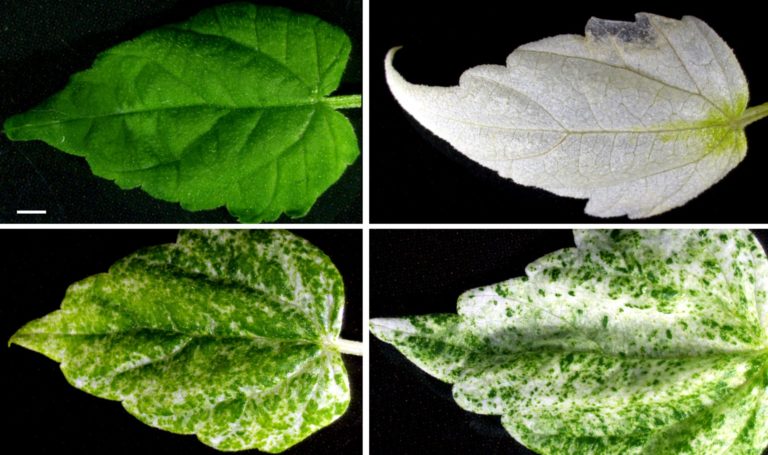 Pokusné rostliny měly zcela bílé, případně mozaikovité listy, a úspěšnost prvního testu a zacílení do genu potvrdily i molekulární analýzy