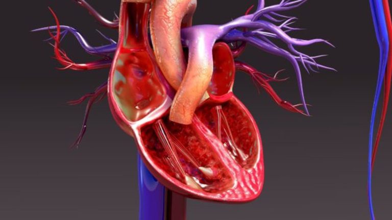 Krevní tlak pomáhá krvi obíhat v žilách a tepnách.